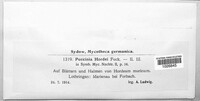 Puccinia hordei image
